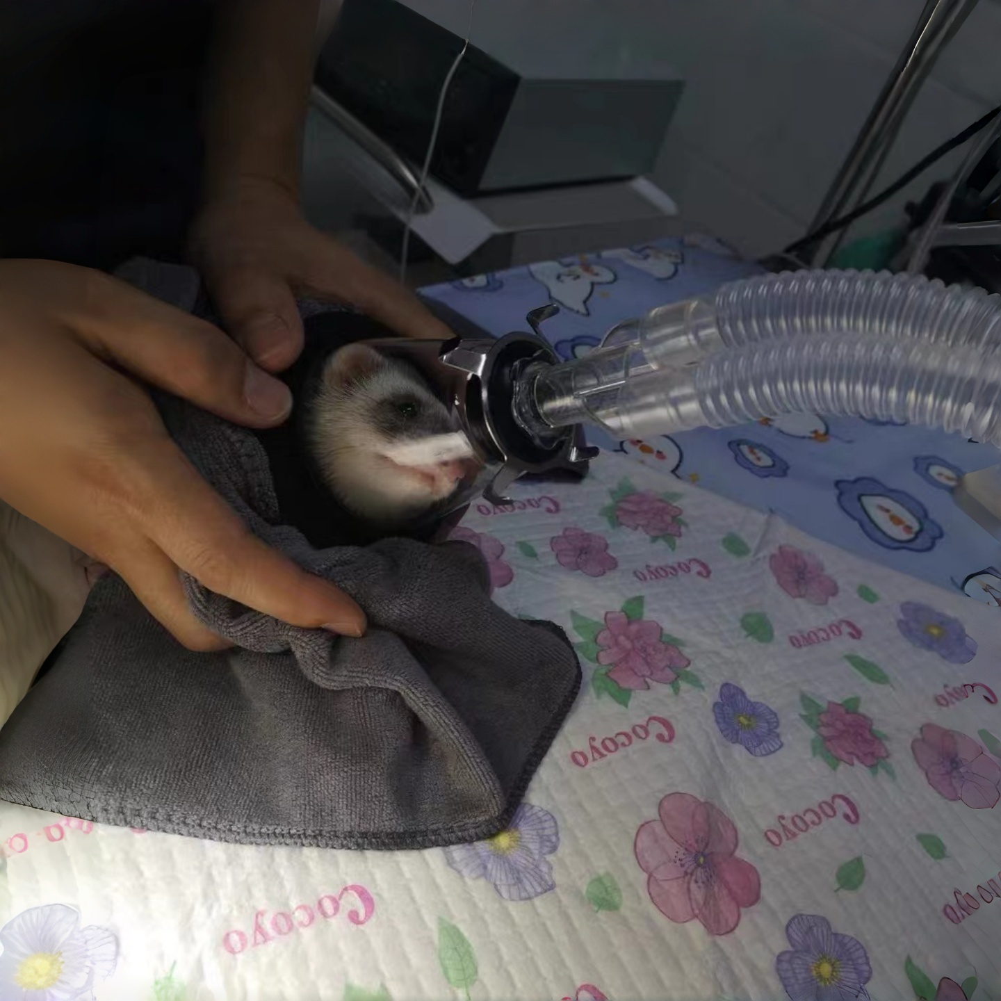 หน้ากากผ่าตัดสัตว์ขยาย, หน้ากา - Vet Tech Accessories บทวิจารณ์และราคา
